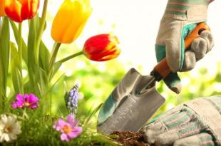 Удобрение для тюльпанов осенью: как правильно подобрать, если цветы идут на продажу Чем подкормить тюльпаны весной