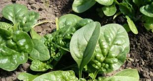 Шпинат: выращивание из семян в домашних условиях и в открытом грунте Как посадить шпинат на даче весной
