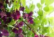 Многолетние лианы для сада: фото и названия Есть ли листья у лианы