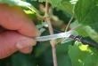 Виноград посадка и уход полив удобрение обрезка и размножение Виноград особенности выращивания