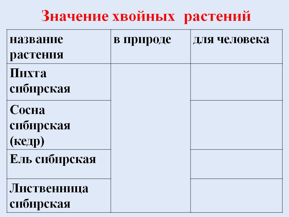 Значение хвойных растений 7 класс