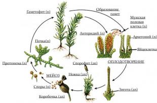Разнообразие высших растений: происхождение и жизненный цикл, отличия от низших растений Главным признаком низших растений принято считать
